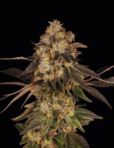 Cherry Fritter (Cookies Seed Bank) 🍒 Sweet & Dense Purple Buds
