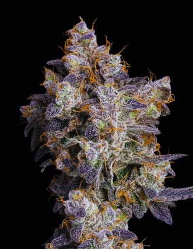 Cherry Zelato (Cookies Seed Bank) 🍒 Mucha Resina y Sabor