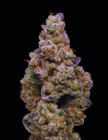 Crispy Sugar Strain (Cookies Seed Bank) 🍭 Híbrido dulce y potente