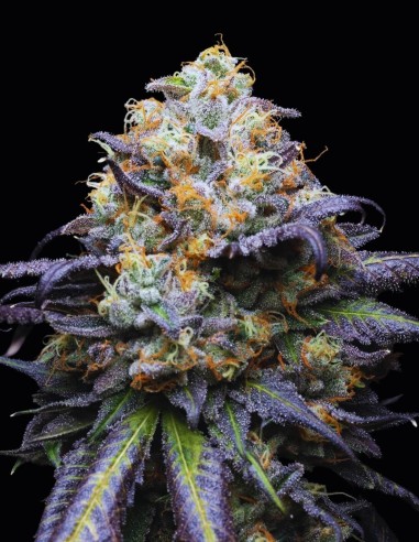 Double Sherb Strain (Cookies Seed Bank) 🍦 Colores vibrantes y ricos sabores.