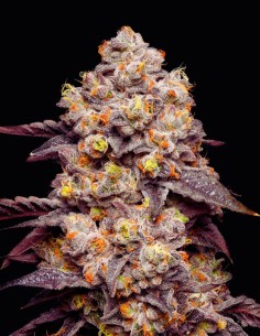 Dried Fruit Strain (Cookies Seed Bank) 🥜 Nutty Flavor, 26% THC