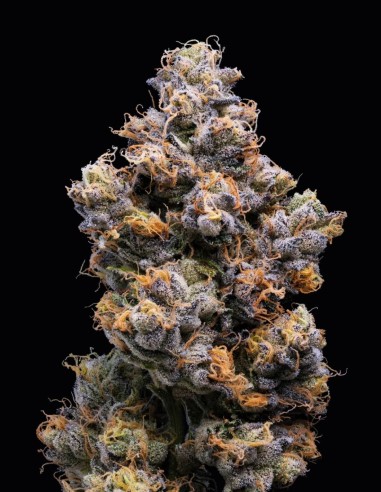 Miami Yayo Strain (Cookies Seed Bank) 🍋‍🟩 Híbrido Potente y Productivo