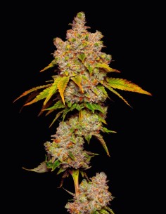 Lemon Cherry Sherb (Cookies Seed Bank) 🍒 26% THC, Huge Yields