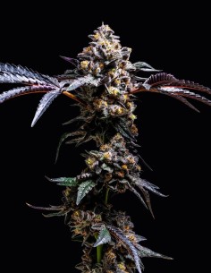 Lemon Cherry Pop Strain (Cookies Seed Bank) 🍋 Citrus & Sweet