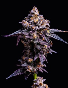 Hollywood Strain (Cookies Seed Bank) 🍹 Big Yields, Exotic Flavor