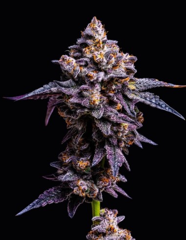 Hollywood Strain (Cookies Seed Bank) 🍹 Grandes rendimientos, sabor exótico