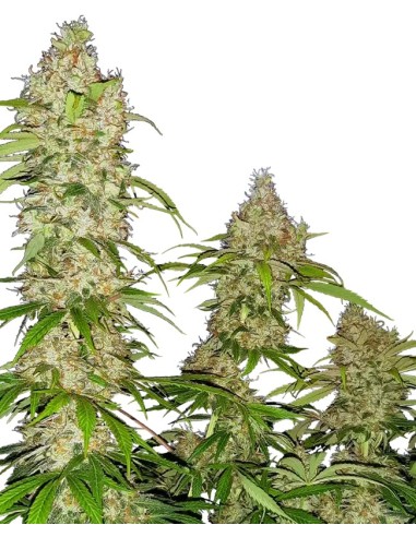 Banana Kush Cake von Sensi Seeds Research Hanfsamen | Oaseeds