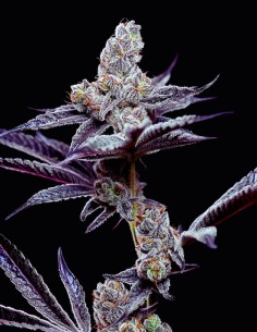 Mind Fuck Strain (Cookies Seed Bank) 🍦 Sweet Flavor, Purple Buds