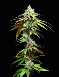 Motor City Strain (Cookies Seed Bank) 🌆 25% THC, Big Yields