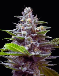 Murder Hornet Strain (Cookies Seed Bank) 🍧 Purple & Resin-Rich Buds