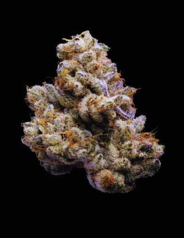 Orange Cake Strain (Cookies Seed Bank) 🍊 Cremiger Zitrus-Geschmack