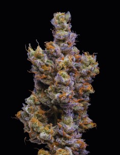 Peach Tea Strain (Cookies Seed Bank) 🍑 Sweet Peach Flavor