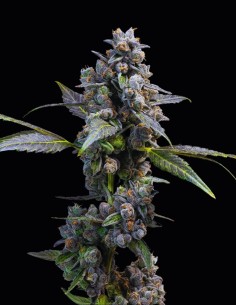 Pink Passion Fruit Strain (Cookies Seed Bank) 🍌 Apple & Banana Flavor