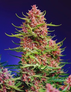 Strawberry Cola Sherbet Fast Version (Sweet Seeds) Deliciouss!