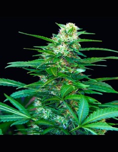 Super Big Raze 47 (Xtreme Seeds) - Autoflowering Giant!