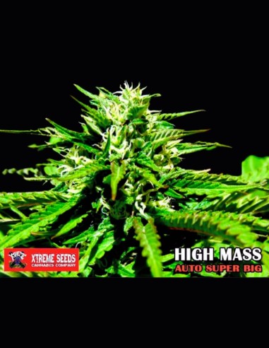 Super Big High Mass Auto (Xtreme Seeds) - Rendimiento Gigante, Sabor Dulce