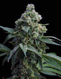 Bruce Banner Strain (Barney's Farm) 🍓 32% THC & Huge Yields