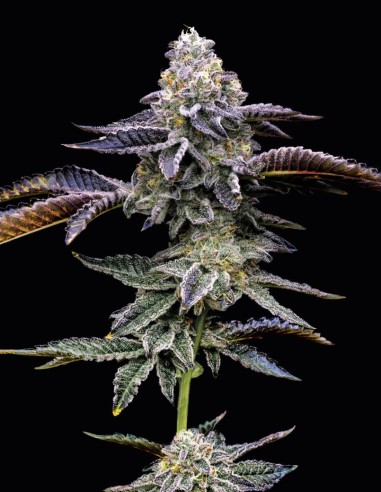 Blue Dream (Barney's Farm) 🫐 Rendimiento y sabor legendarios