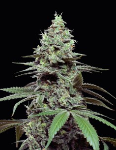 Sunset Pie Strain (Cookies Seed Bank) 🥧 Fruity, Creamy, Potent