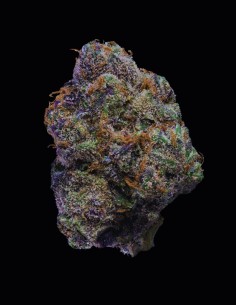 The Wolf Strain (Cookies Seed Bank) 🐺 22% THC, uge Yields