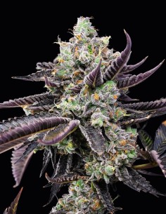 Tie Die Strain (Cookies Seed Bank) 🍹 Sweet Tropical Aroma