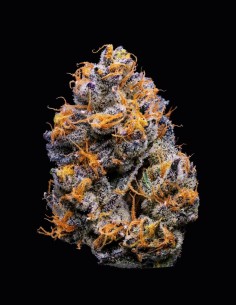 Velvet Cream Strain (Cookies Seed Bank) 🍦 Sweet & Creamy Flavor