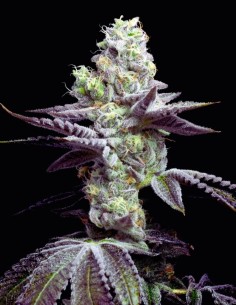 Wet Wet Strain (Cookies Seed Bank) 🍋 27% THC & Huge Yields