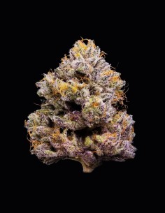 ZZ4 Strain (Cookies Seed Bank) ⭐ Legendary Genetics Crossbreeding