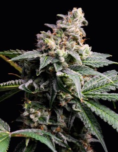 GMO x Hollywood Strain (Cookies Seed Bank) 🧄 Unique Flavor!