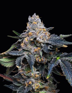 Grape Z x Hollywood Strain (Cookies Seed Bank) 🍇 Exotic Flavor & 25% THC