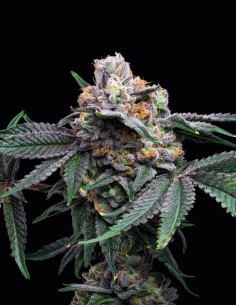 Mango x Hollywood Strain (Cookies Seed Bank) 🥭 Sweet Tropical Highs