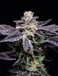 Pink Runtz x Hollywood Strain (Cookies) – Tropical Flavor, Stunning Buds