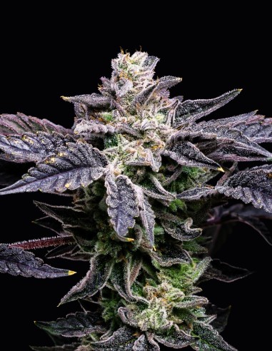 Pink Runtz x Hollywood Strain (Cookies) - Sabor Tropical, Cogollos Impresionantes