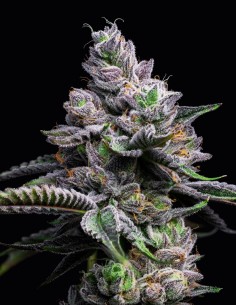 RS11 x Hollywood Strain (Cookies Seed Bank) 🌈 25% THC, Top Yields