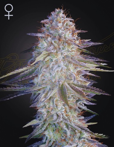 Super Lemon Haze x Pink Candy (Greenhouse Seeds) 🍭 Saveur de Bonbon