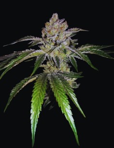 Mon Cherry Strain (T.H. Seeds) 🍒 Chocolate and Cherry Syrup 2