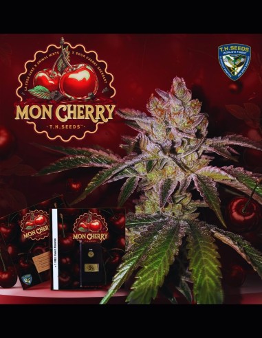 Mon Cherry Strain (T.H. Seeds) 🍒 Chocolat et sirop de cerise