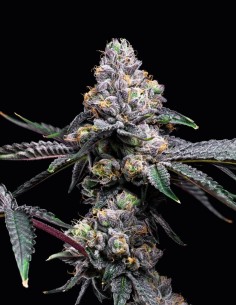 Sunset Sherb x Hollywood Strain (Cookies Seed Bank) 🍊 Potent & Flavorful