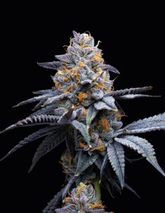 Trop Cookies x Hollywood (Cookies Seed Bank) 🍪 Bold Flavors, Big Yields