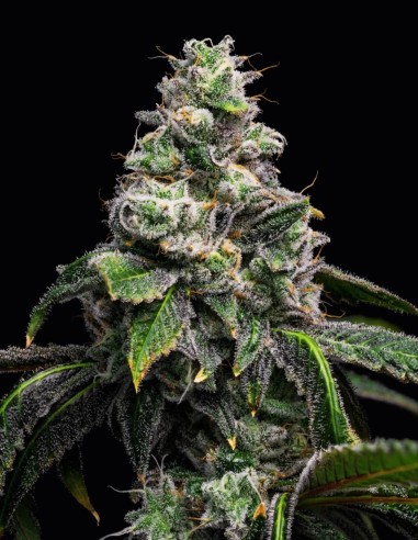 UK Cheese x Hollywood Strain (Cookies Seed Bank) 🧀 25% THC, exotische Geschmacksrichtungen