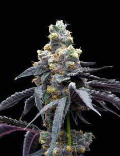 White Runtz x Hollywood Strain (Cookies Seed Bank) 🍦 Creamy & Fruity