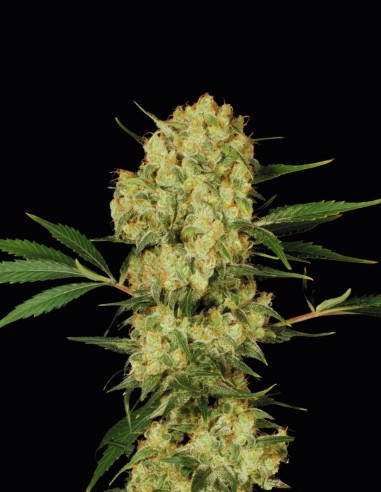 AK-47 (Bulk Legacy) 🏆 Award-Winning Feminized Seeds