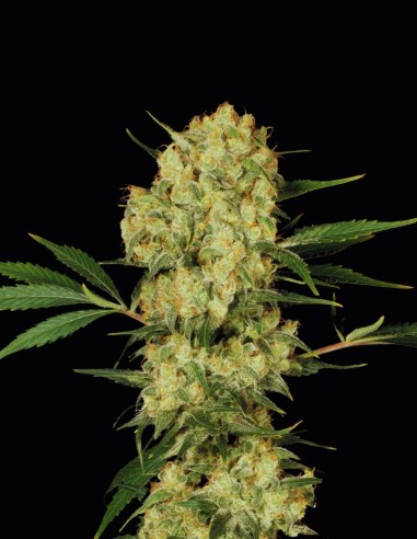 AK-47 Strain (Oaseeds) - Legendary & Award-Winning