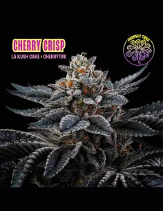 Cherry Crisp Strain (Perfect Tree) 🍒 Cherry & Cream Flavor