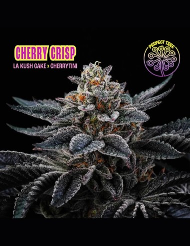 Cherry Crisp Strain (Perfect Tree) 🍒 Arôme de cerise et de crème