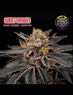 Sunset Cherries Strain (Perfect Tree) 🍒 Cherry Flavor & Big Yields