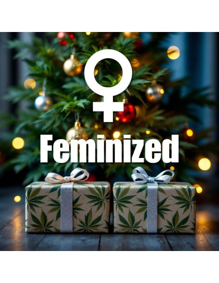 Christmas Feminized Gift Pack