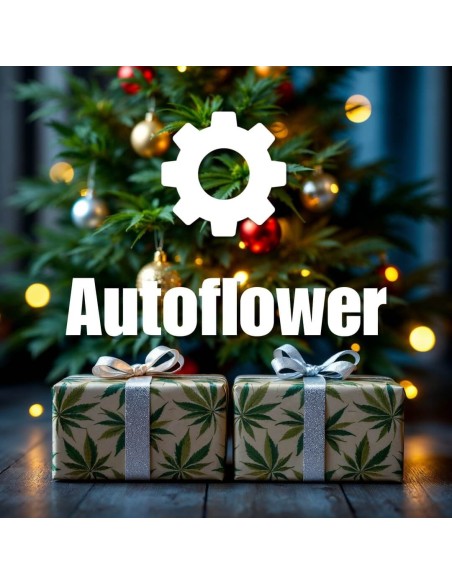 Christmas Autoflower Gift Pack