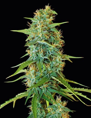 Beldia Strain (Oaseeds Collection) 🍯 Pure Moroccan Sativa Landrace