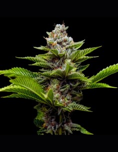 Challah Cake Strain (DNA Genetics) 🥧 Sweet & Relaxing